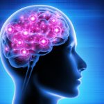 Tout savoir sur le Lion’s Mane, le champignon qui régénère les neurones