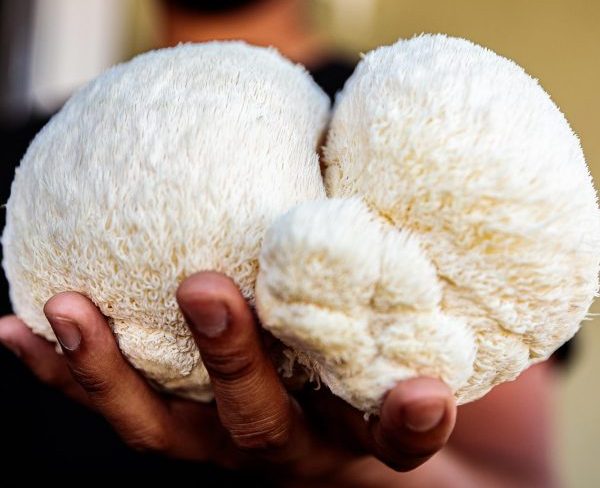 lion'mane champignon