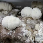 Peut-on cultiver le Lion’s Mane chez soi ? Guide complet pour débutants