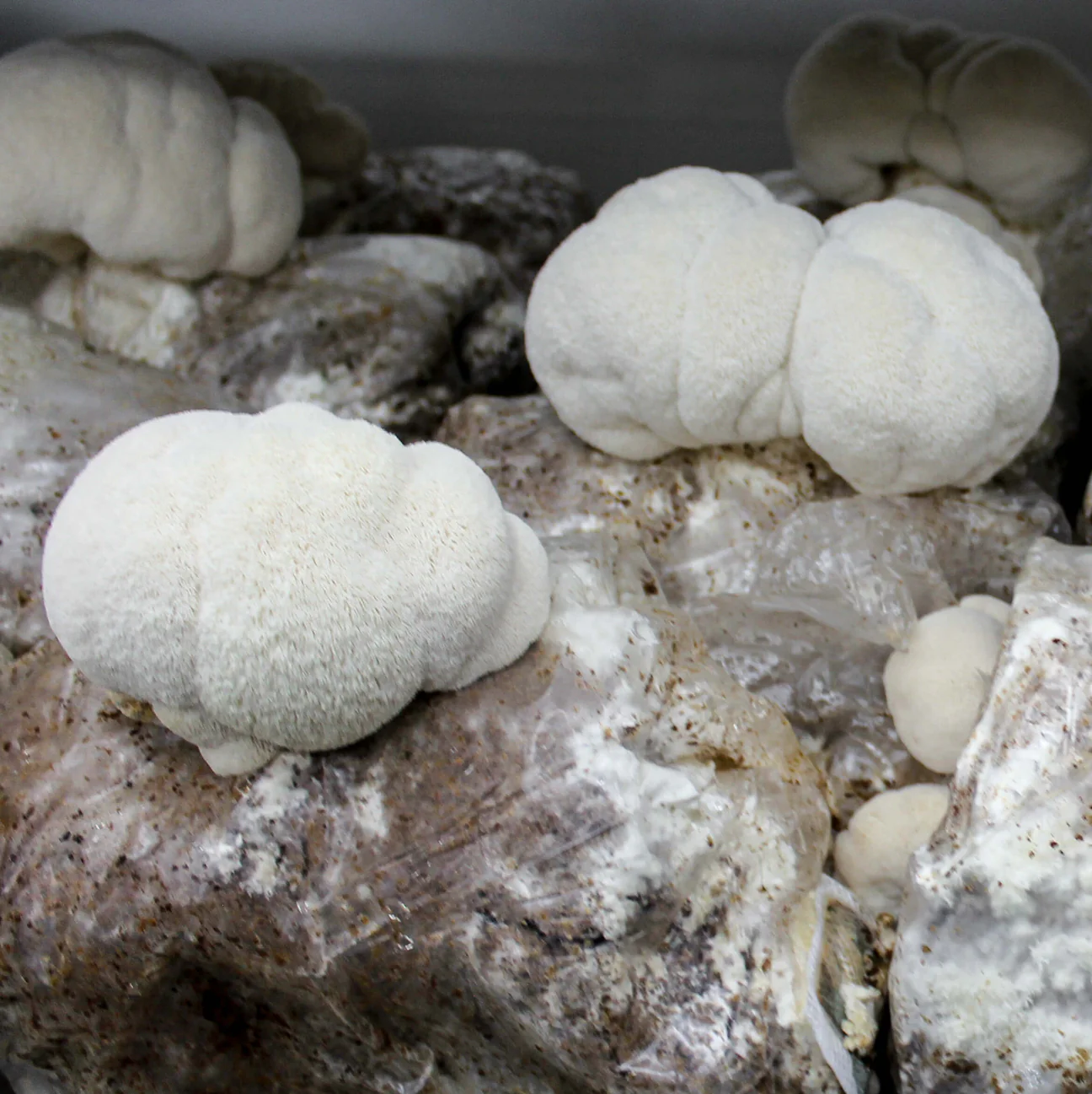 Peut-on cultiver le Lion’s Mane chez soi ? Guide complet pour débutants